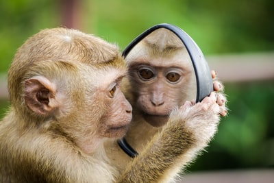 猴子看镜子